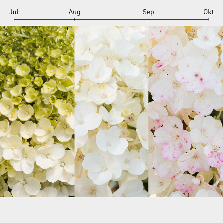 Blüten-Farbverlauf der Rispenhortensie 'Living Little Blossom'®