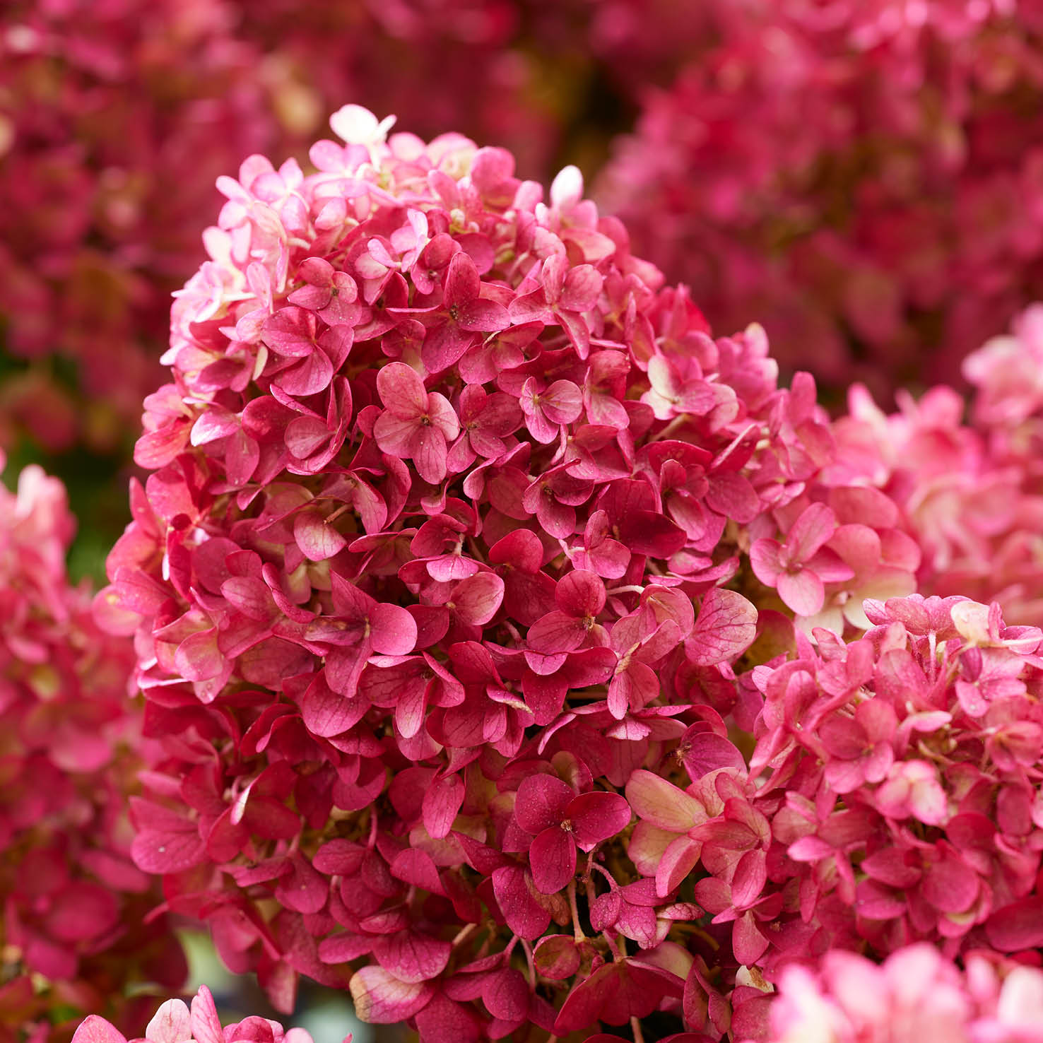 Faszinierend Rispenhortensie Rot Rose Ebenbild