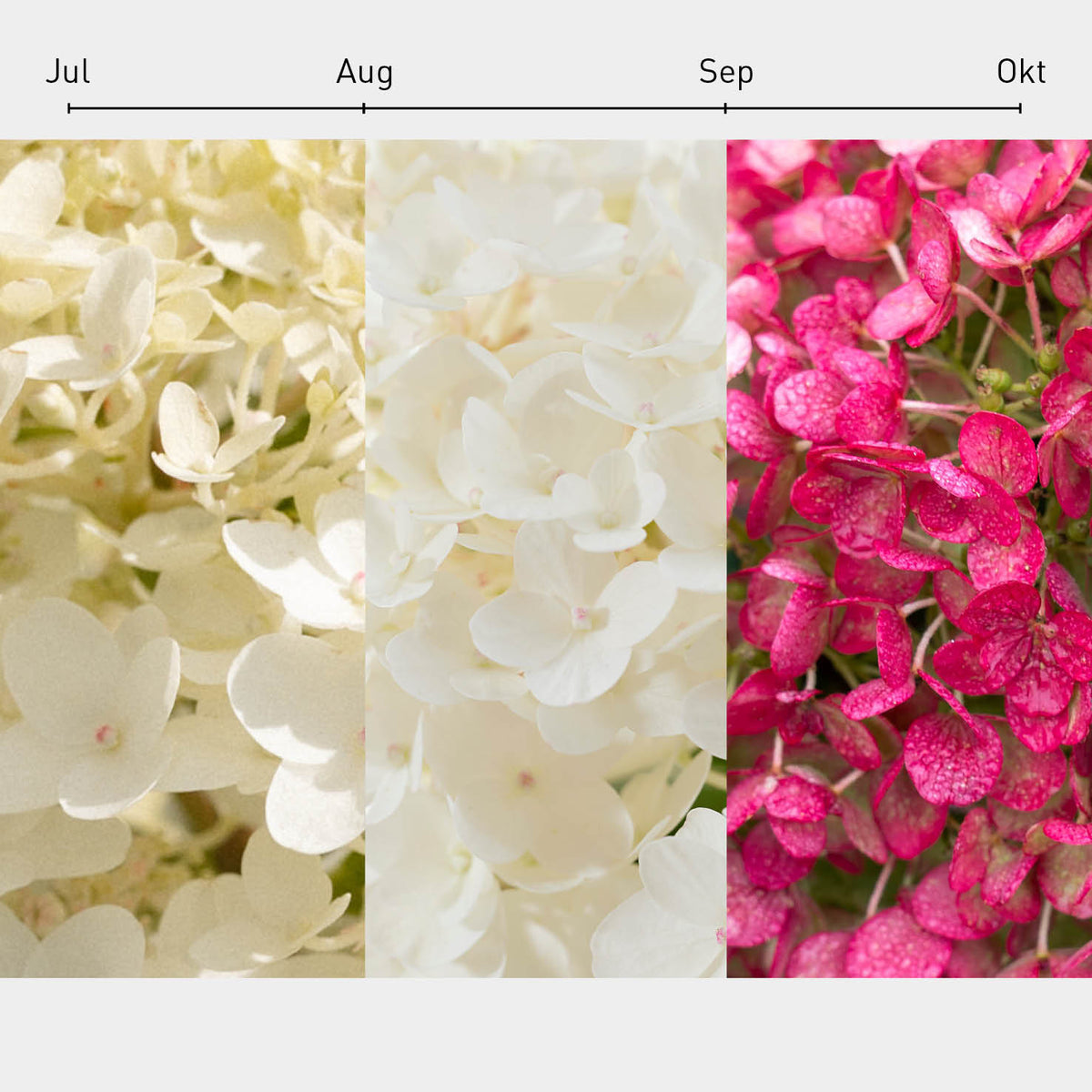 Blüten-Farbverlauf der Rispenhortensie 'Living Little Rosy'®