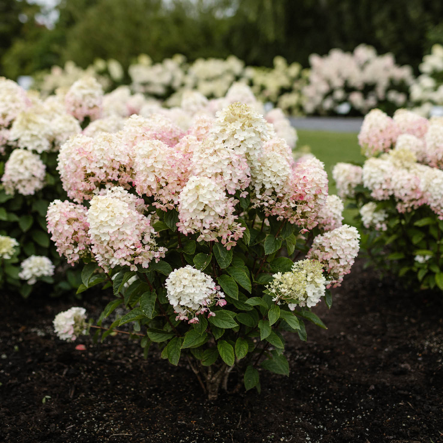 Weiß-rosa Rispenhortensie 'Living Little Rosy'® im Garten