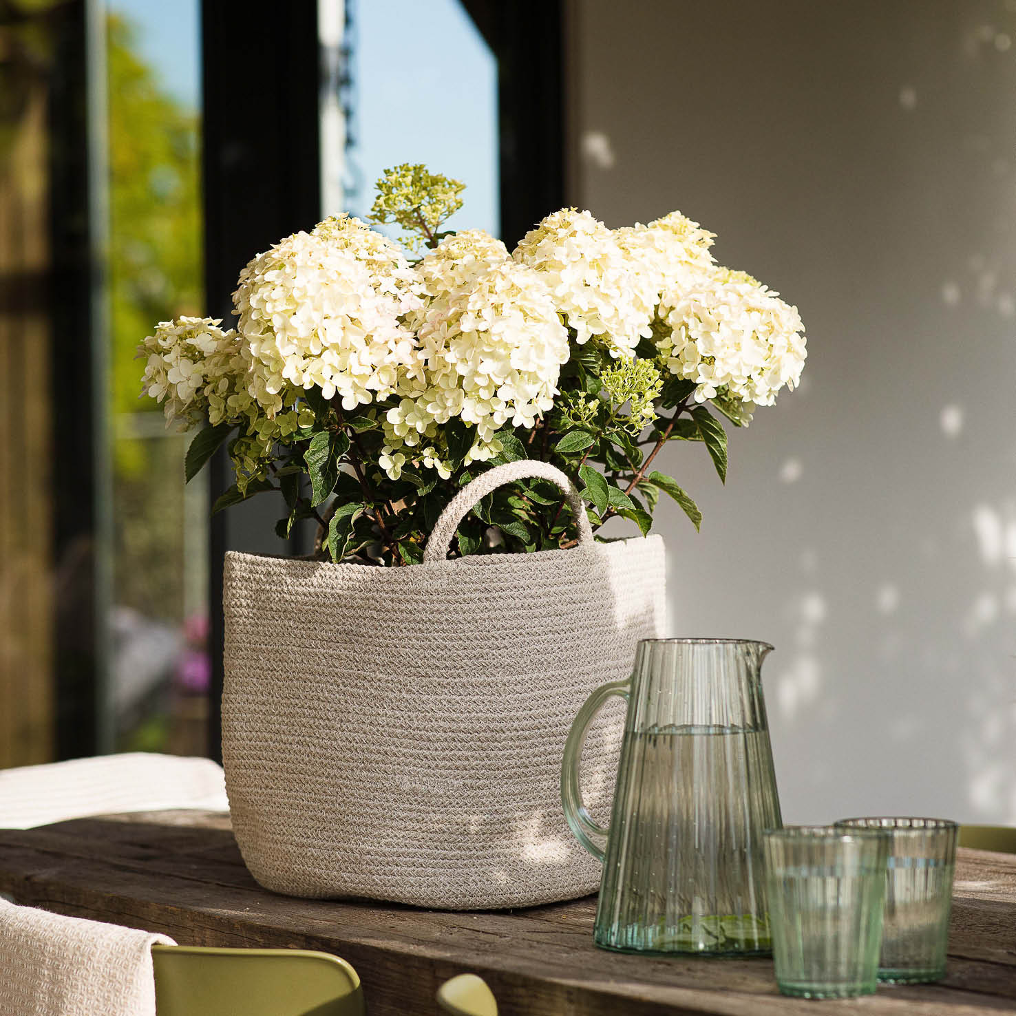 Weiße Rispenhortensie 'Living Little Rosy'® im Topf