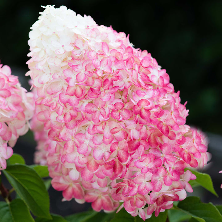 Blüte der Rispenhortensie 'Living Pink & Rose'®