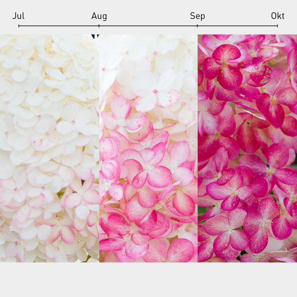 Blüten-Farbverlauf der Rispenhortensie 'Living Pink & Rose'®