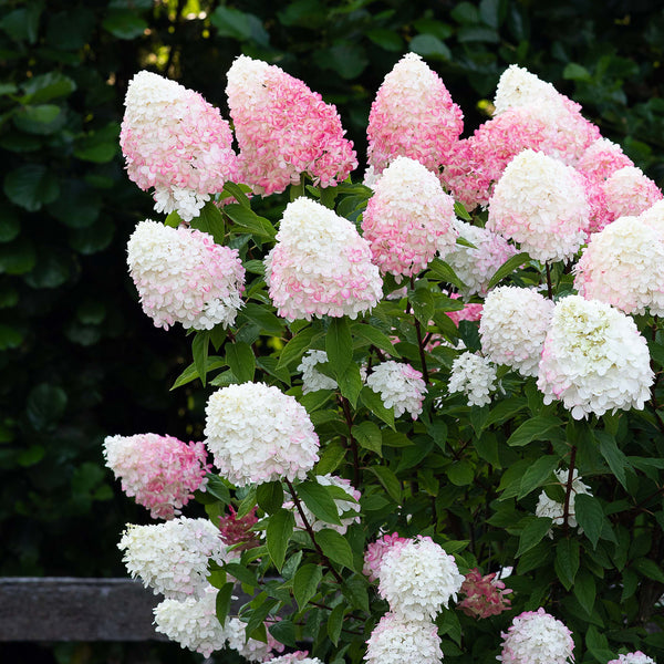 Rispenhortensie 'Living Pink & Rose'® im Garten