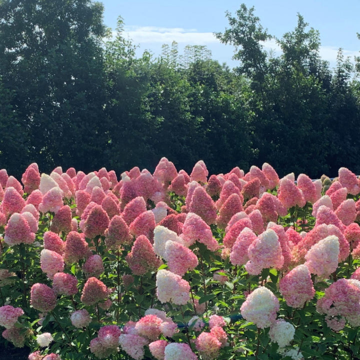 Zweifarbige Blüten der Rispenhortensie 'Living Pink & Rose'®