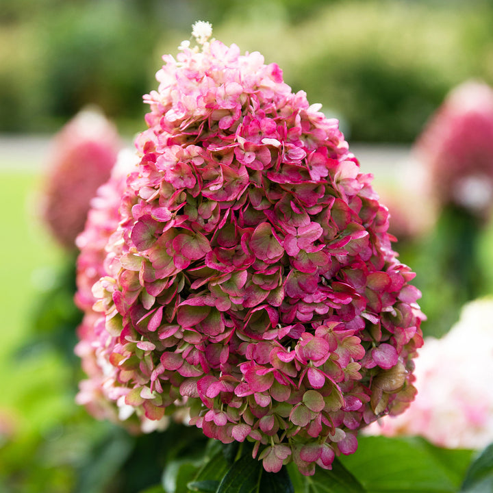 Blüte der Rispenhortensie 'Living Pinky Promise'®