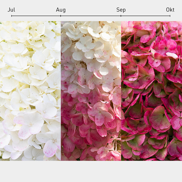 Blüten-Farbverlauf der Rispenhortensie 'Living Pinky Promise'®
