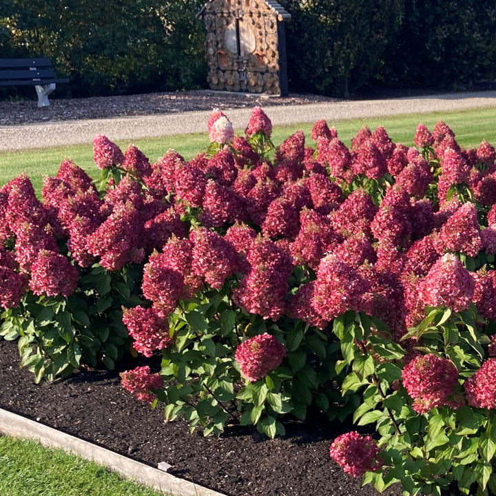 Rispenhortensie 'Living Pinky Promise'® im Garten