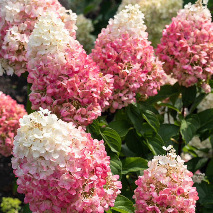 Zweifarbige Blüten der Rispenhortensie 'Living Pinky Promise'®