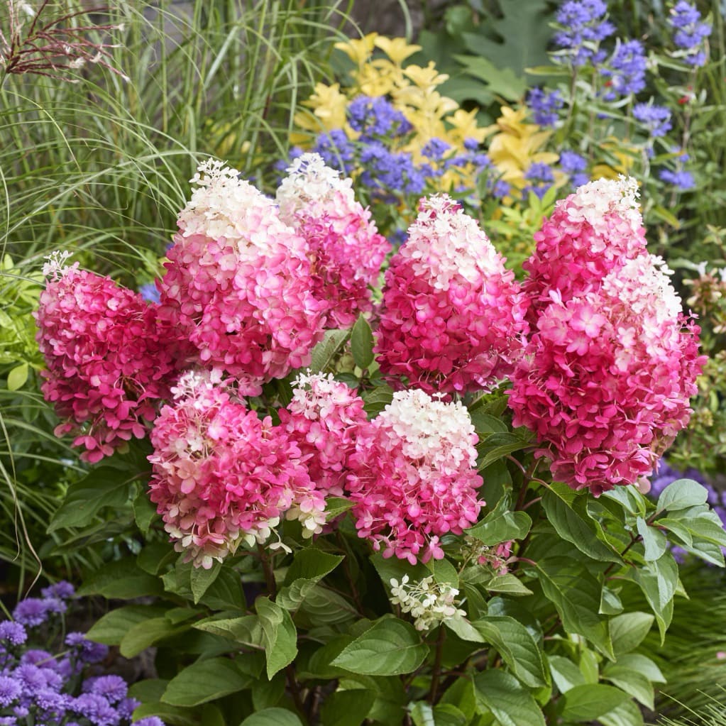 Rispenhortensie 'Living Red Velvet'® Weiß-Rot