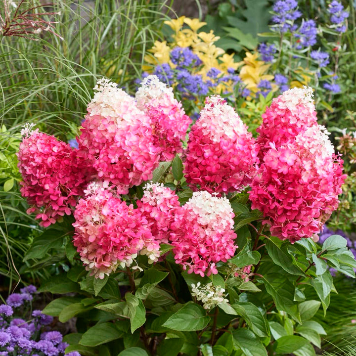Rispenhortensie 'Living Red Velvet'® Weiß-Rot – Plantura