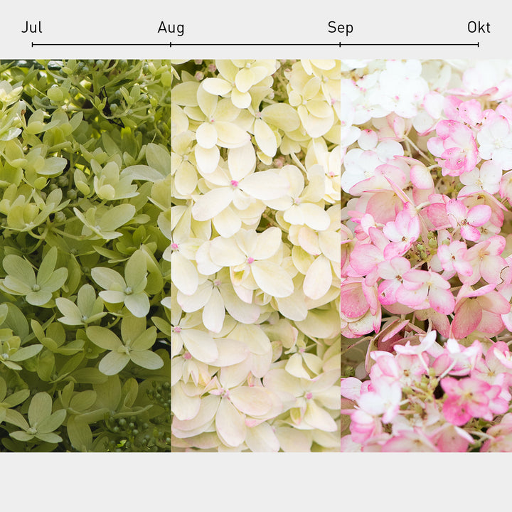 Blüten-Farbverlauf der Rispenhortensie 'Living Royal Flower'®