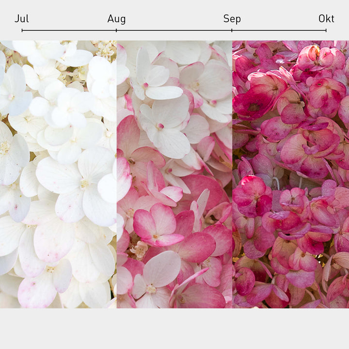 Blüten-Farbverlauf der Rispenhortensie 'Living Strawberry Blossom'®