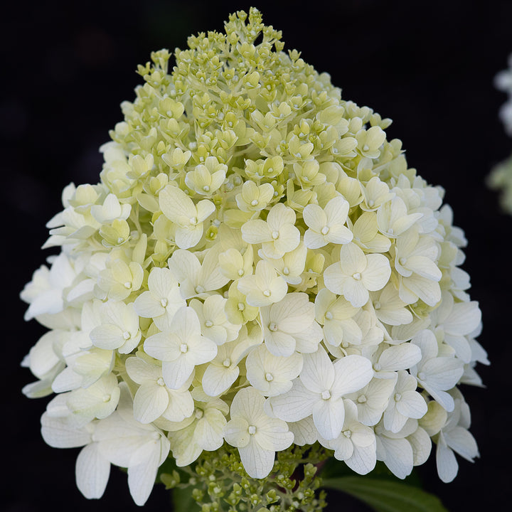 Blüte der Rispenhortensie 'Living Sugar Rush'®