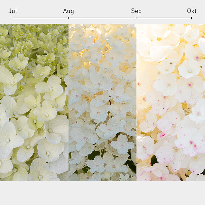 Blüten-Farbverlauf der Rispenhortensie 'Living Sugar Rush'®