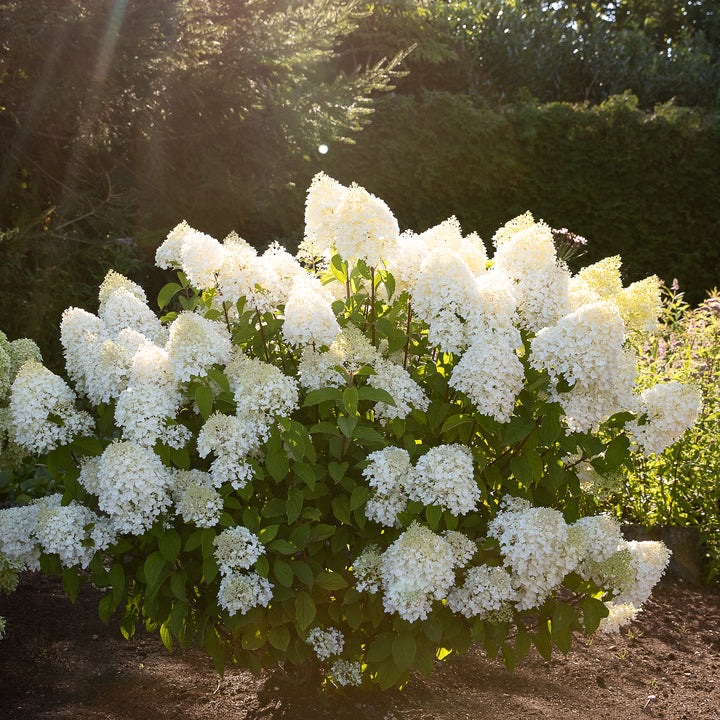 Rispenhortensie 'Living Sugar Rush'® im Garten