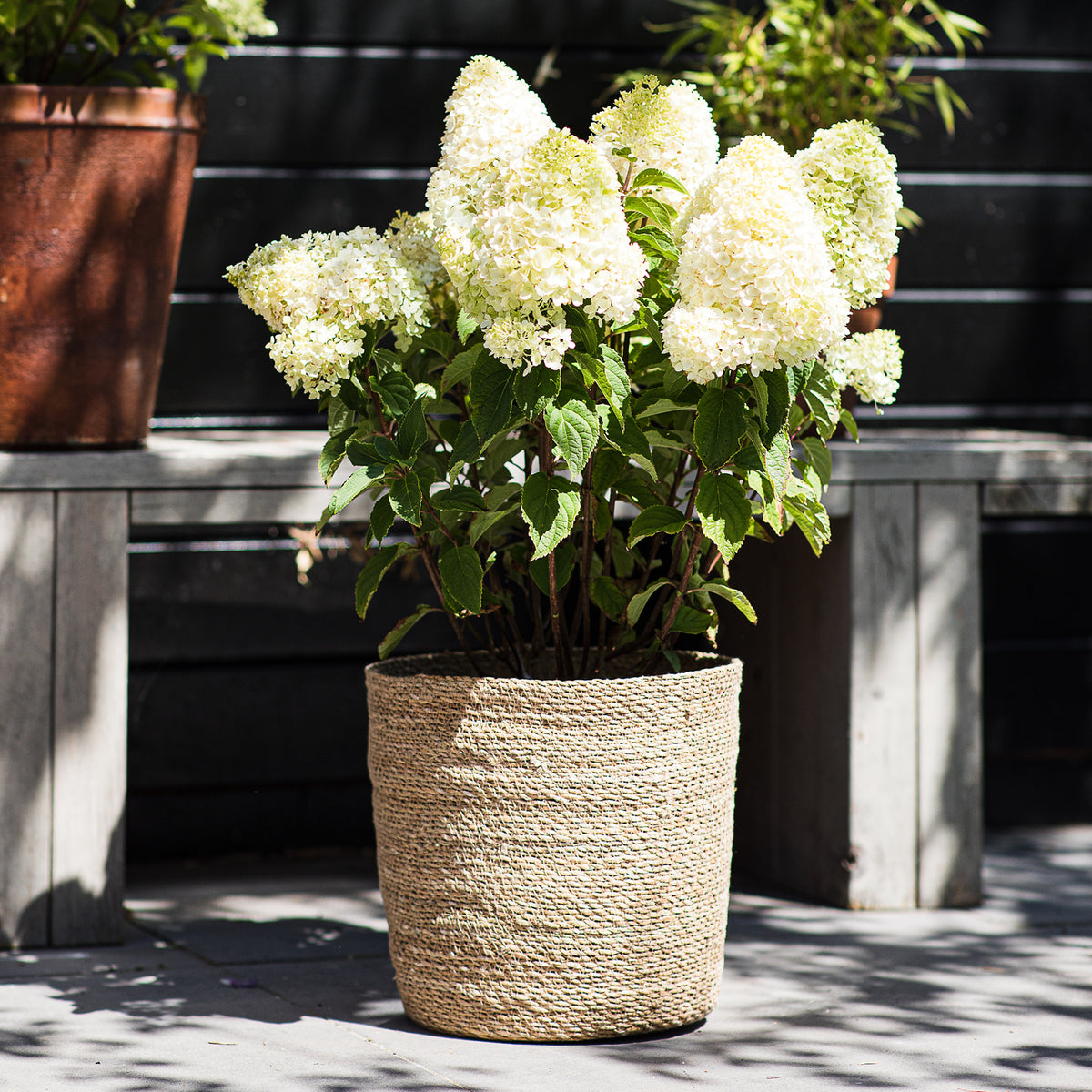 Rispenhortensie 'Living Sugar Rush'® im Topf