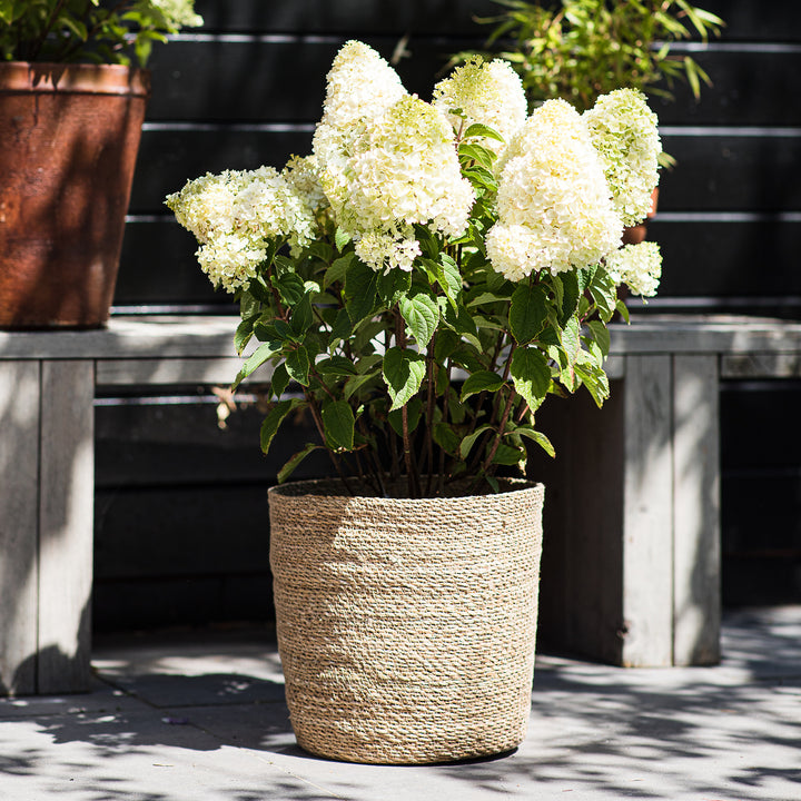Rispenhortensie 'Living Sugar Rush'® im Topf