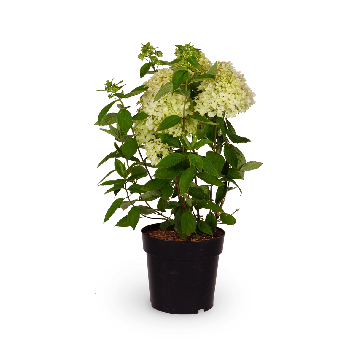 Rispenhortensie 'Magical Andes'®