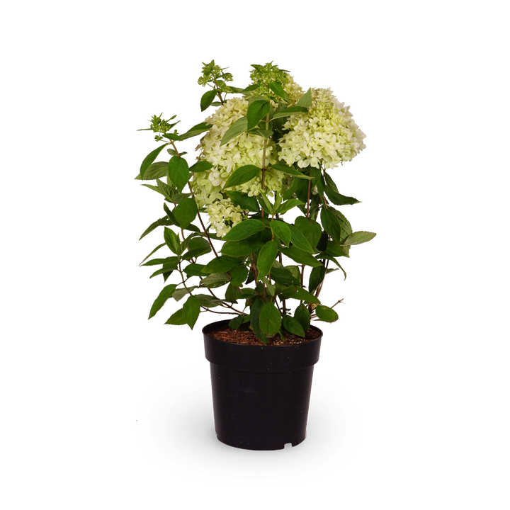 Rispenhortensie 'Magical Andes'®