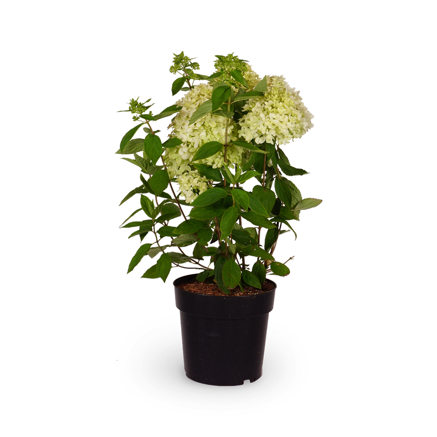 Rispenhortensie 'Magical Andes'®