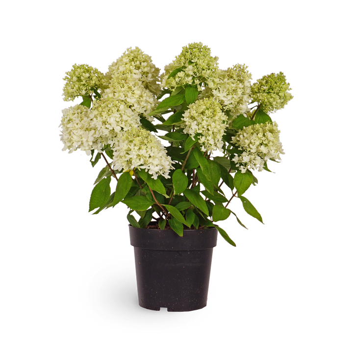 Rispenhortensie 'Magical Candle'®
