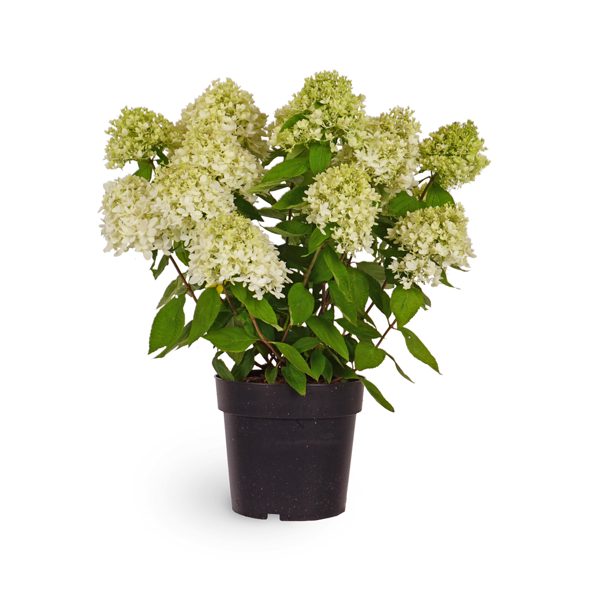 Rispenhortensie 'Magical Candle'®