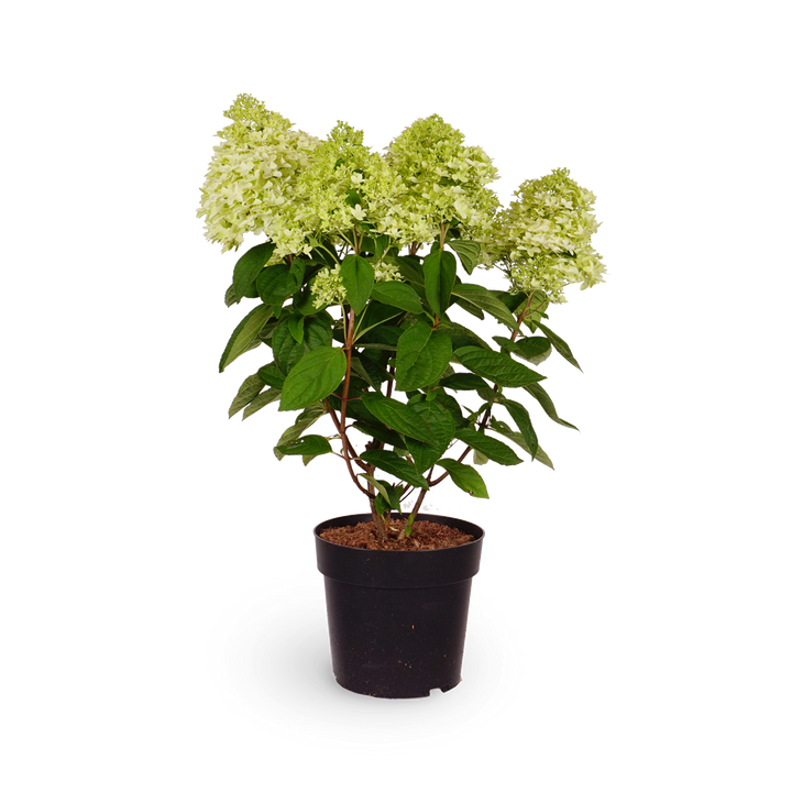 Rispenhortensie 'Magical Kilimanjaro'®