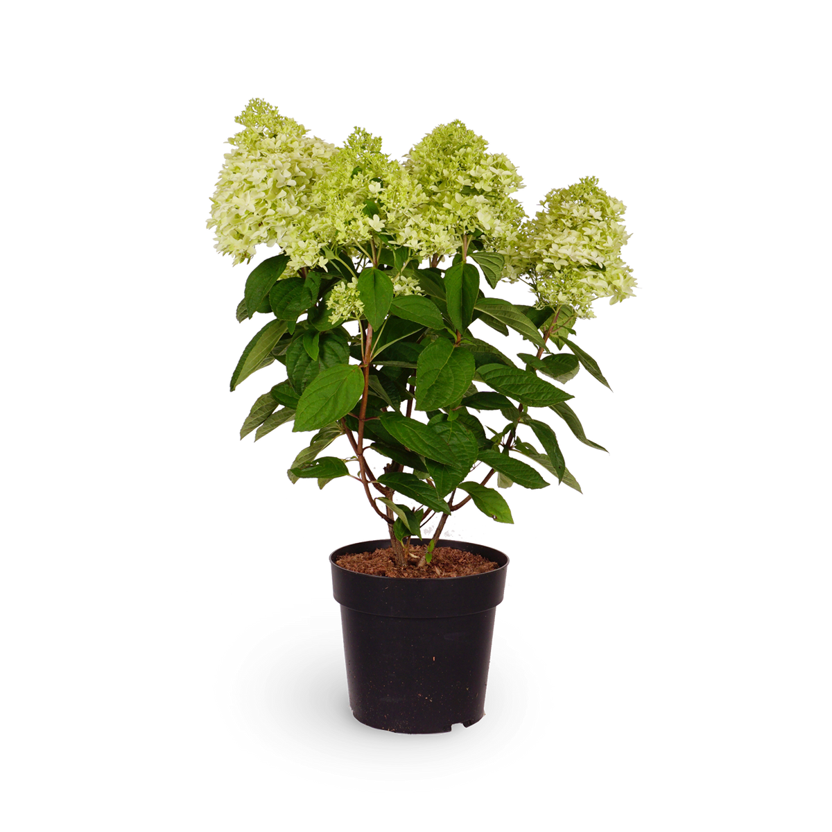 Rispenhortensie 'Magical Kilimanjaro'®