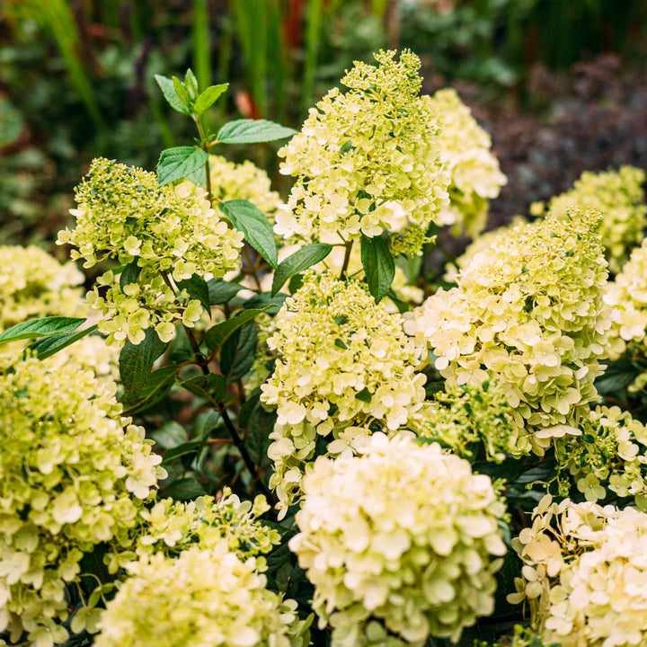 Blüte der Rispenhortensie 'Magical Matterhorn'®