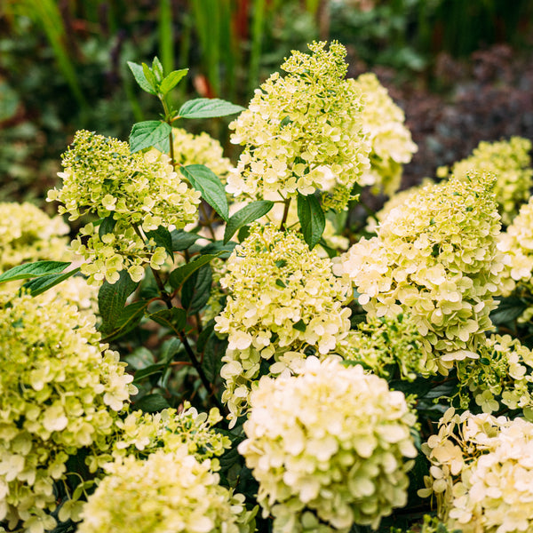 Blüte der Rispenhortensie 'Magical Matterhorn'®