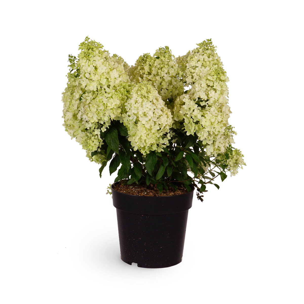 Rispenhortensie 'Magical Matterhorn'®