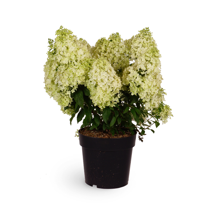 Rispenhortensie 'Magical Matterhorn'®