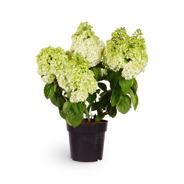 Rispenhortensie 'Magical Mont Blanc'®