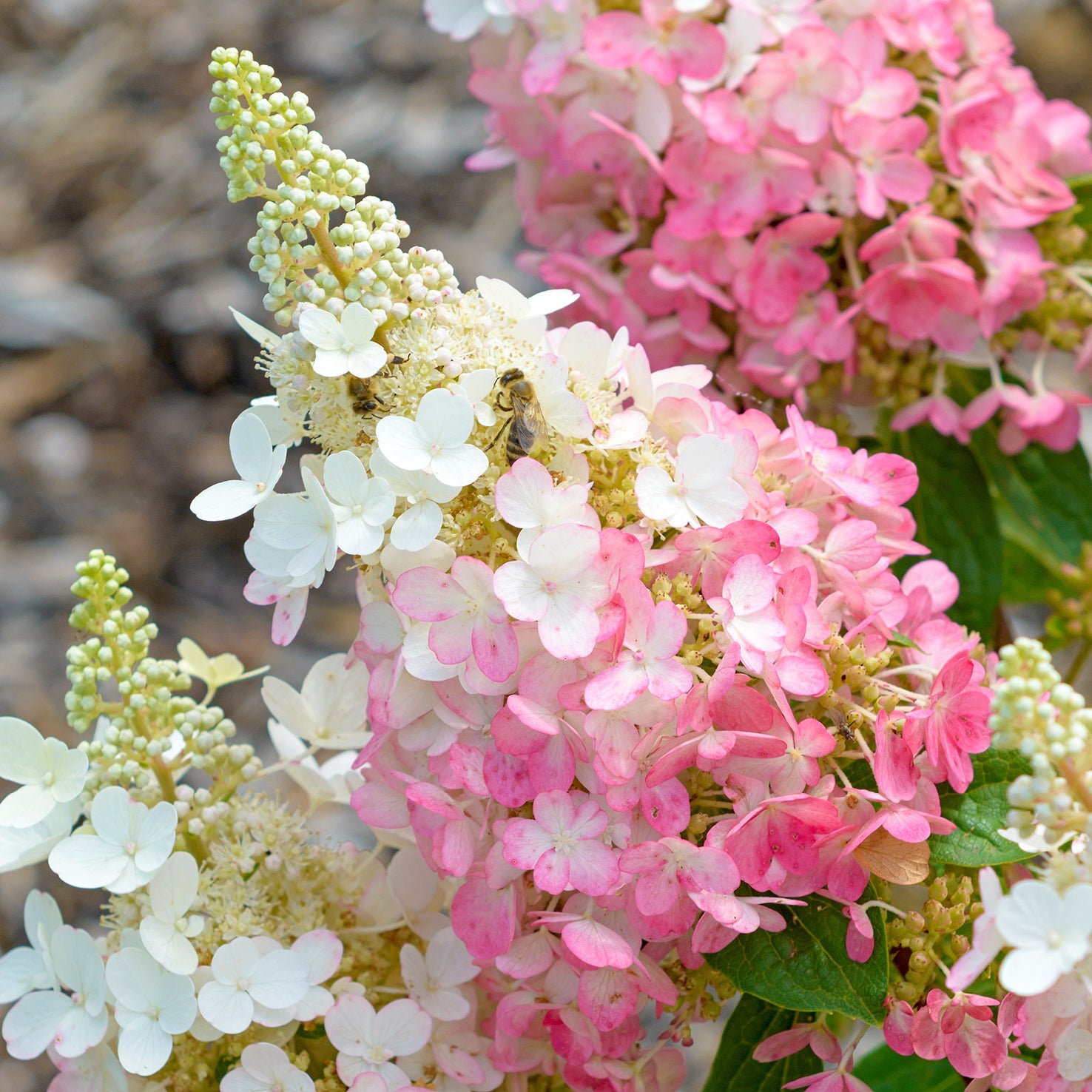 Blüten der Rispenhortensie 'Pinky Winky'®