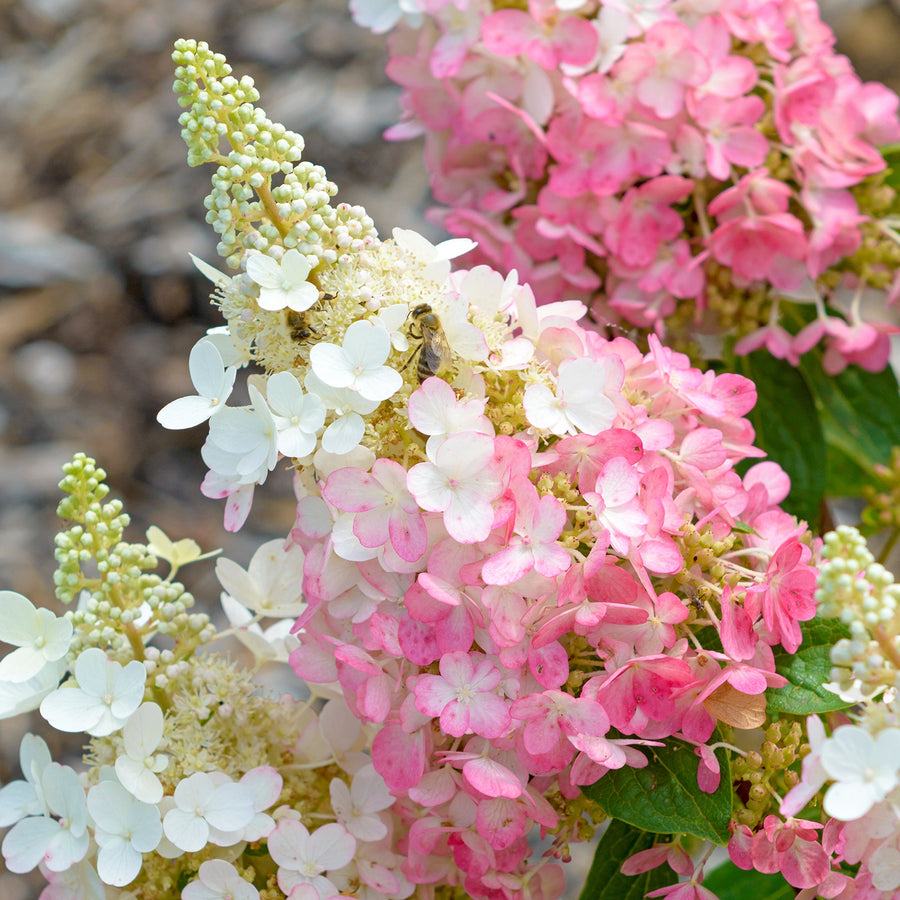 Blüten der Rispenhortensie 'Pinky Winky'®