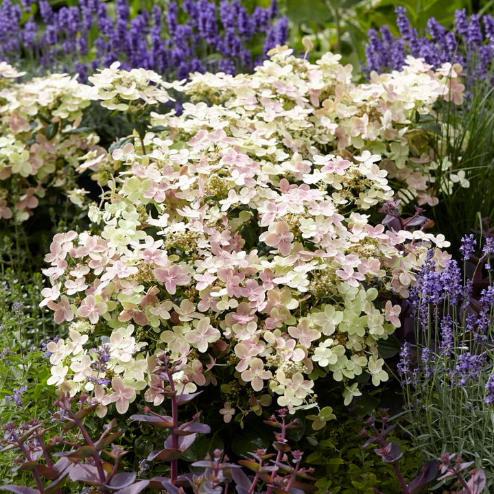 Rispenhortensie 'Polestar'® Weiß