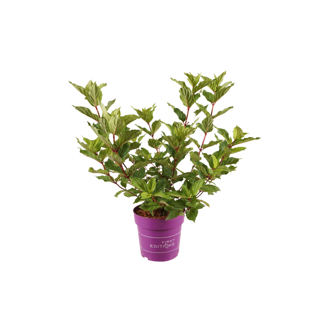 Rispenhortensie 'Spring Sizzle' Weiß