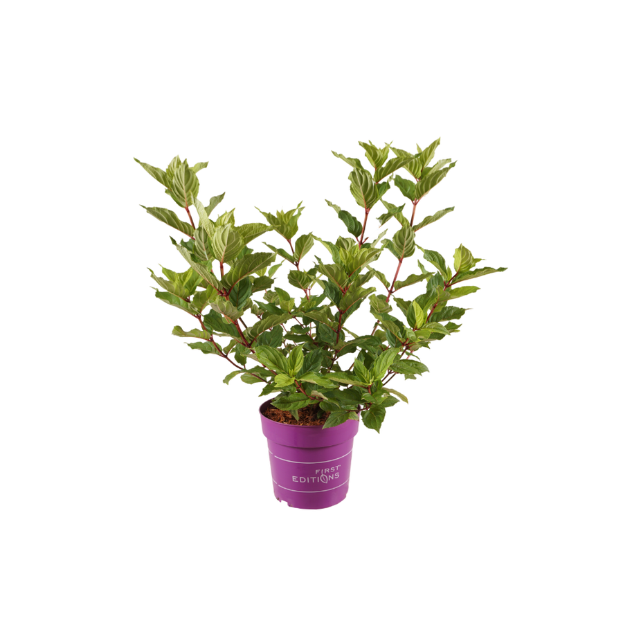 Rispenhortensie 'Spring Sizzle' Weiß