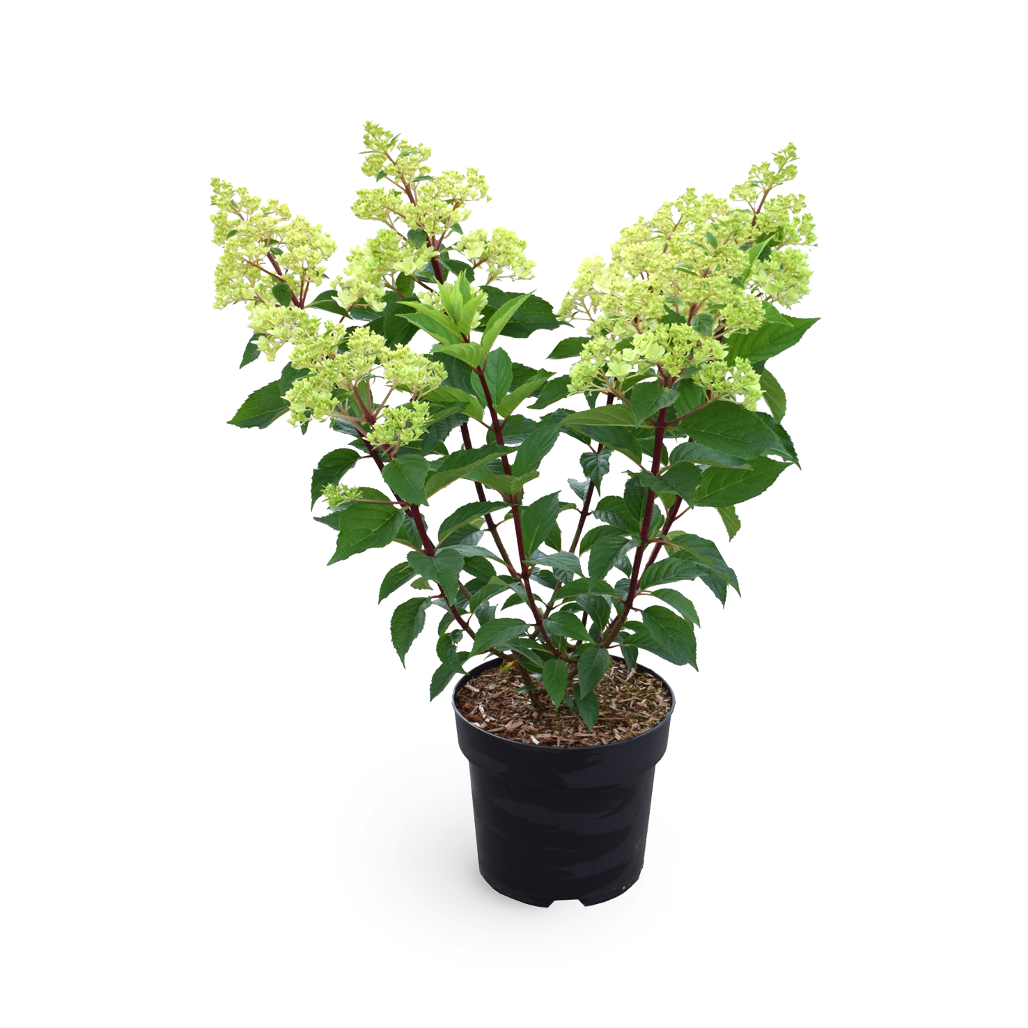 Rispenhortensie 'Vanille-Fraise' kaufen - Plantura Shop