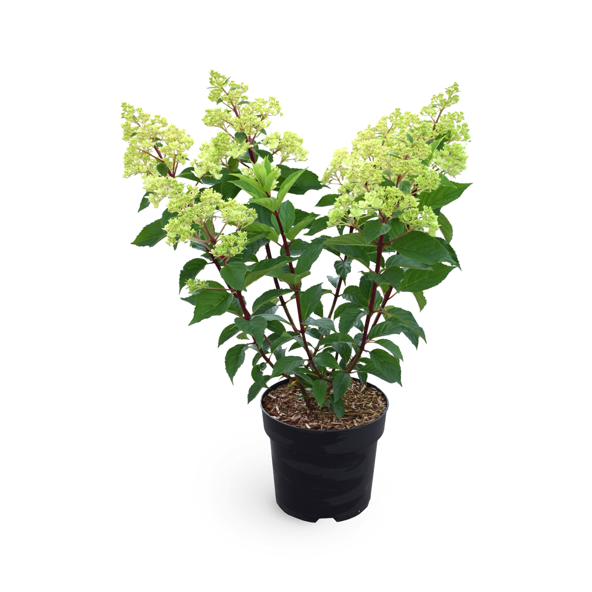 Rispenhortensie 'Vanille-Fraise'®