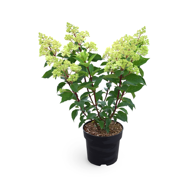 Rispenhortensie 'Vanille-Fraise'®