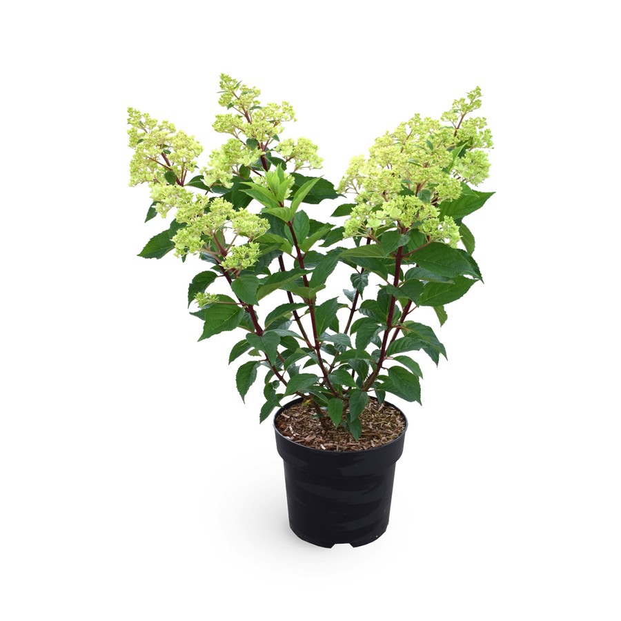Rispenhortensie 'Vanille-Fraise'®
