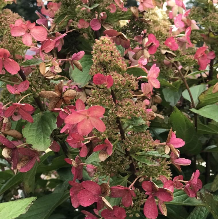 Rispenhortensie 'Magical Vesuvio' Weiß-Dunkelrot