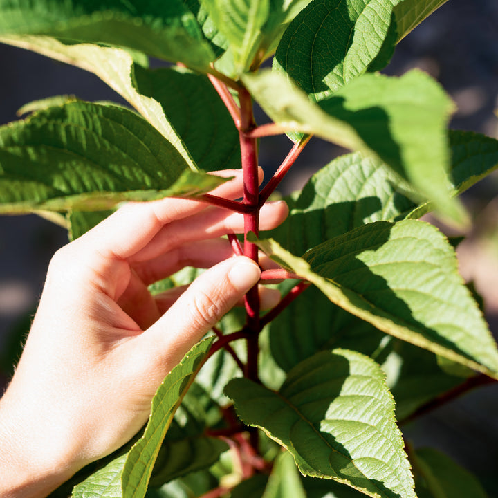 Blätter der Rispenhortensie 'Wim`s Red'