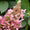 Rispenhortensie 'Wim`s Red'® Weiß-Rot