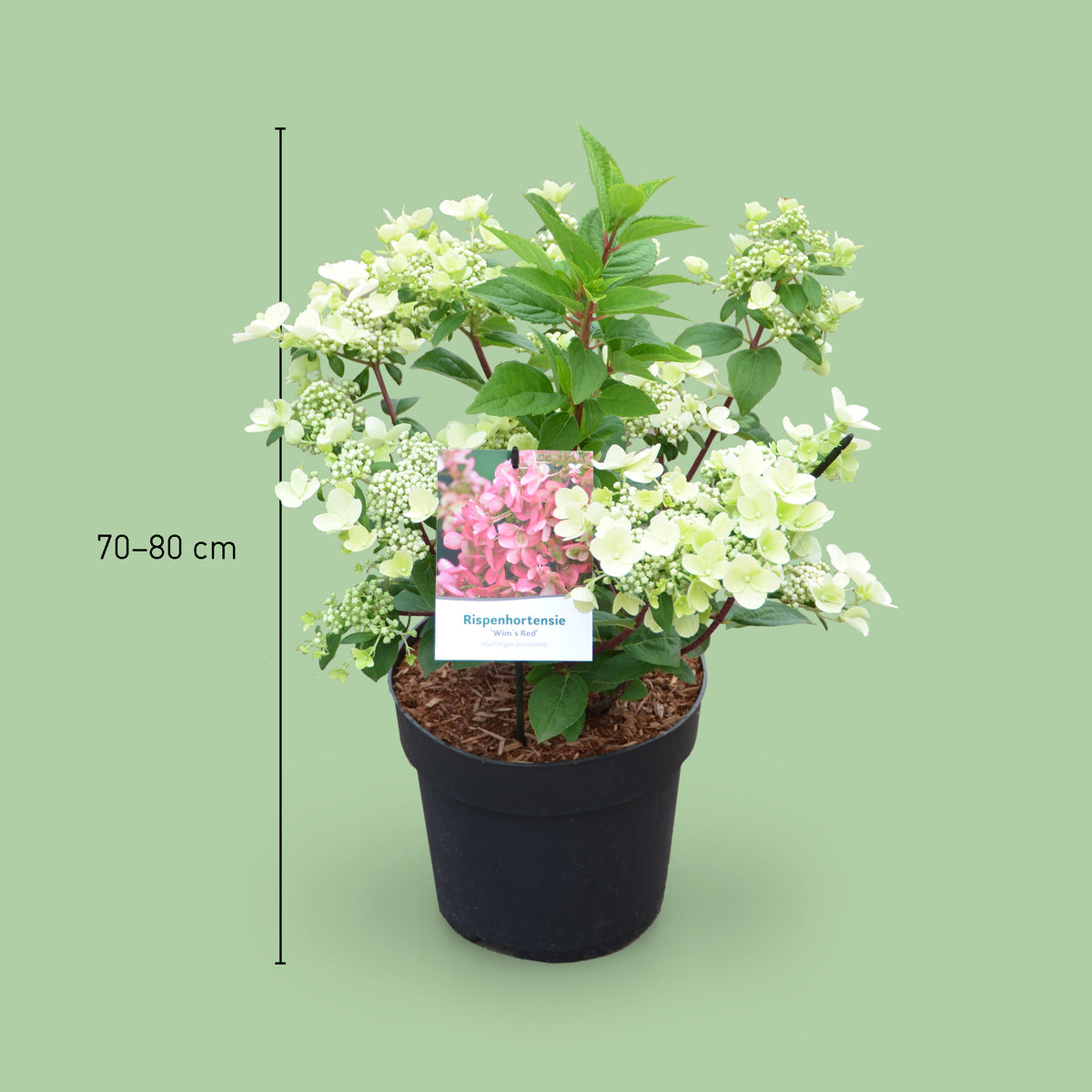 Größe der Rispenhortensie 'Wim`s Red'