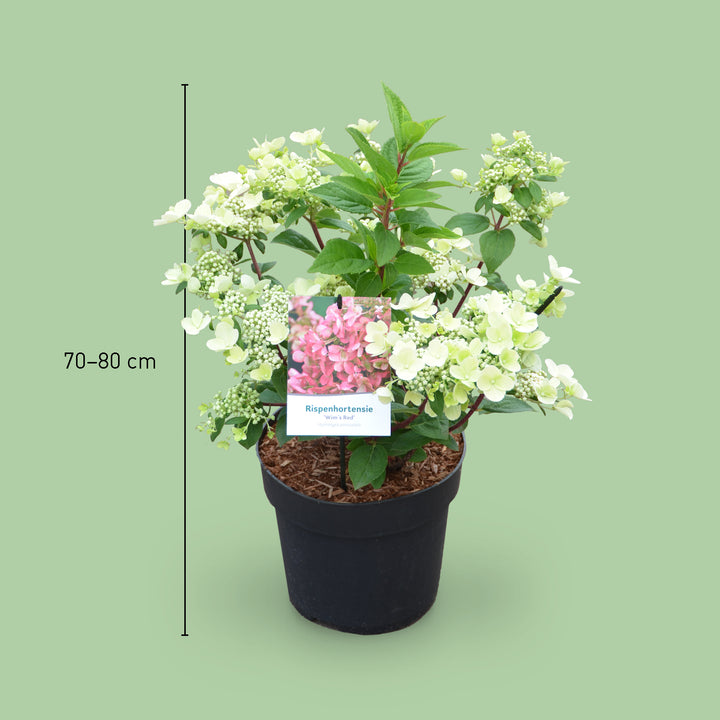 Größe der Rispenhortensie 'Wim`s Red'