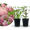 Rispenhortensien-Duo Rosa (2er Set)