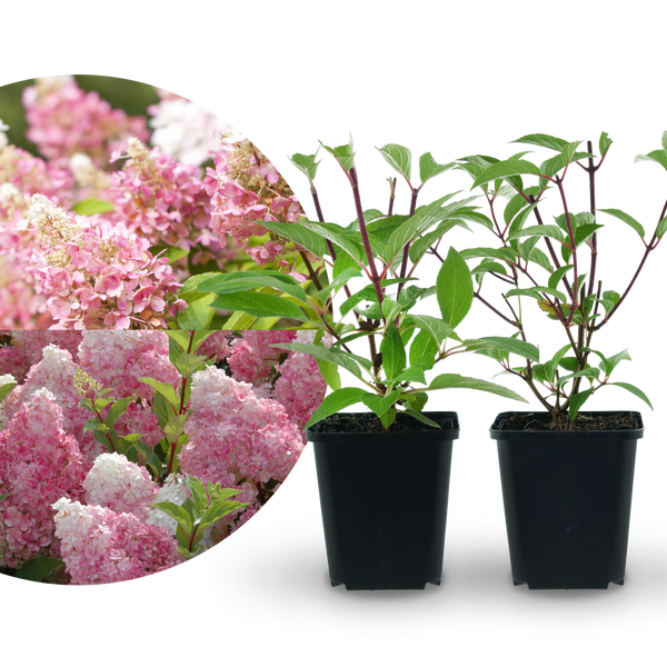 Rispenhortensien-Duo Rosa (2er Set)